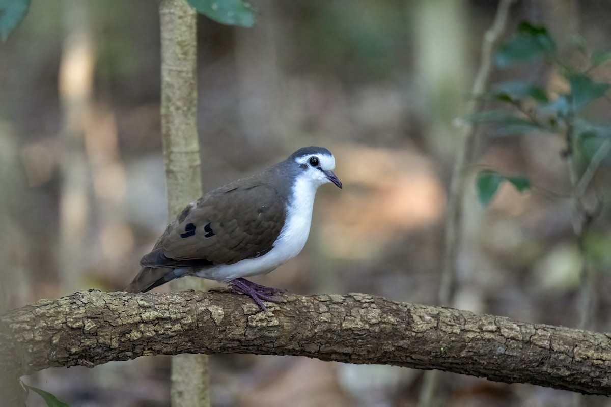 Tambourine Dove - ML515547261