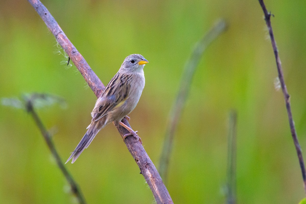 Wedge-tailed Grass-Finch - ML515547801