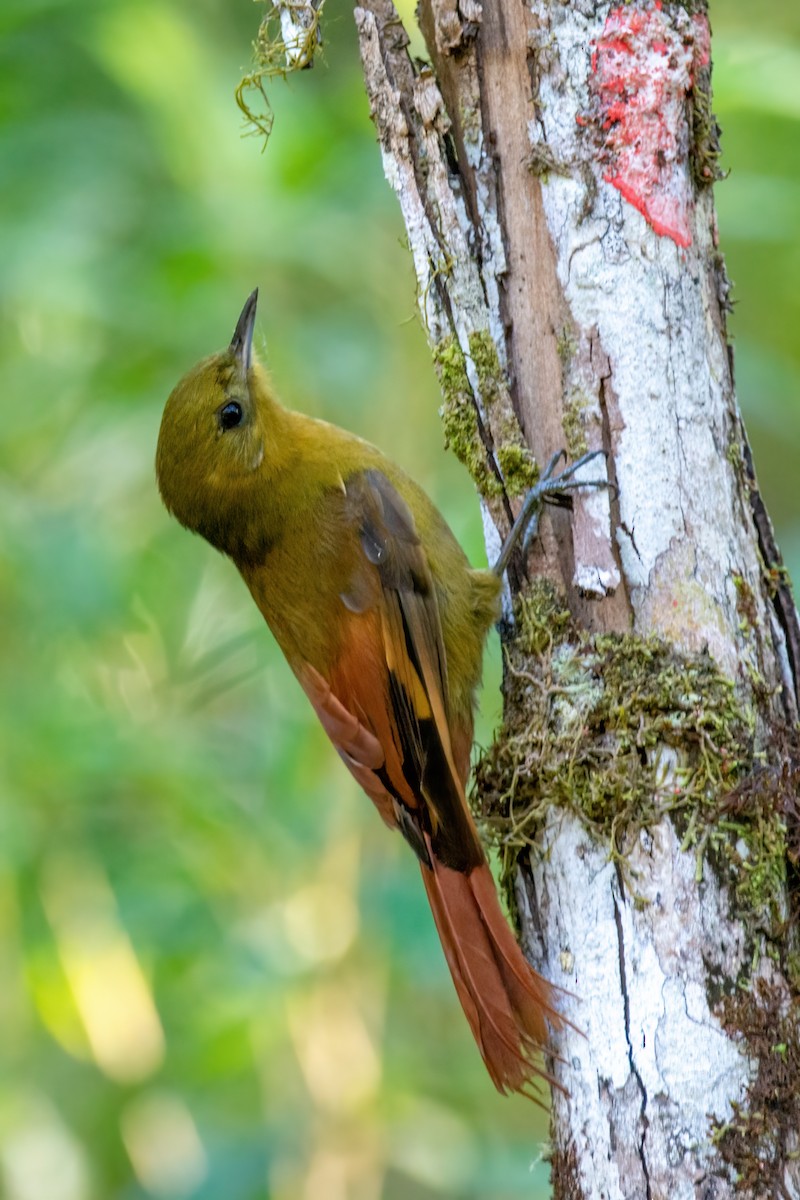 Olivaceous Woodcreeper - Marcos Eugênio Birding Guide