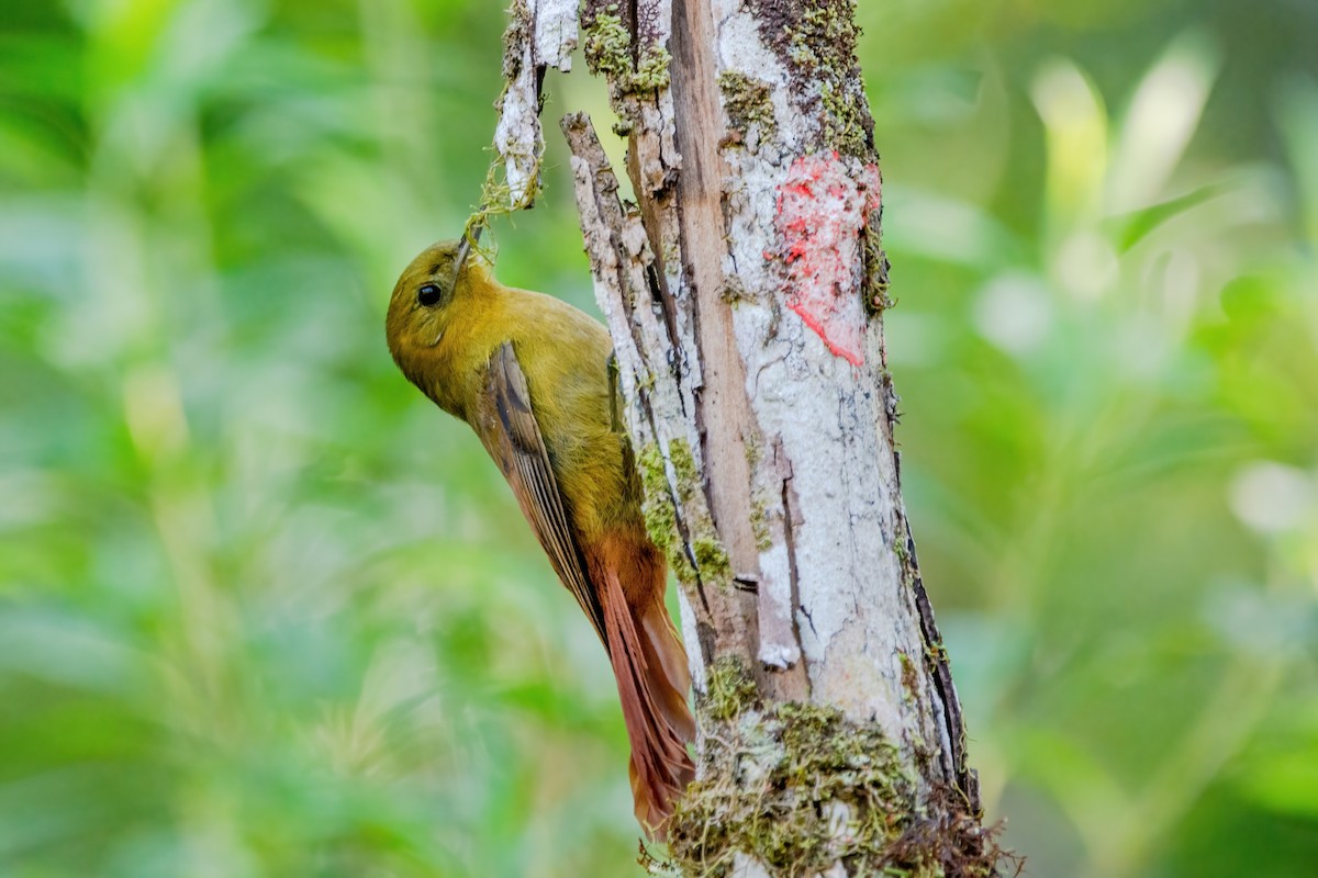 Olivaceous Woodcreeper - ML515547941