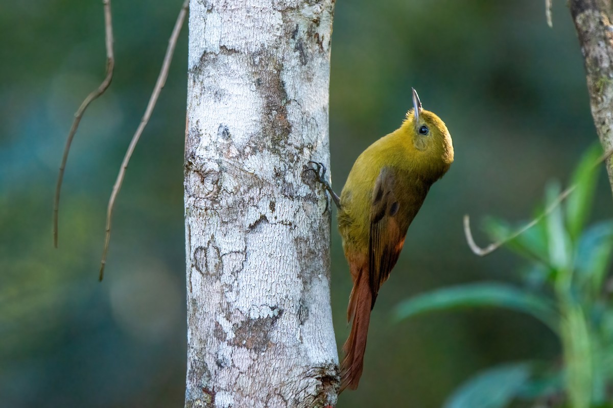 Olivaceous Woodcreeper - ML515547951