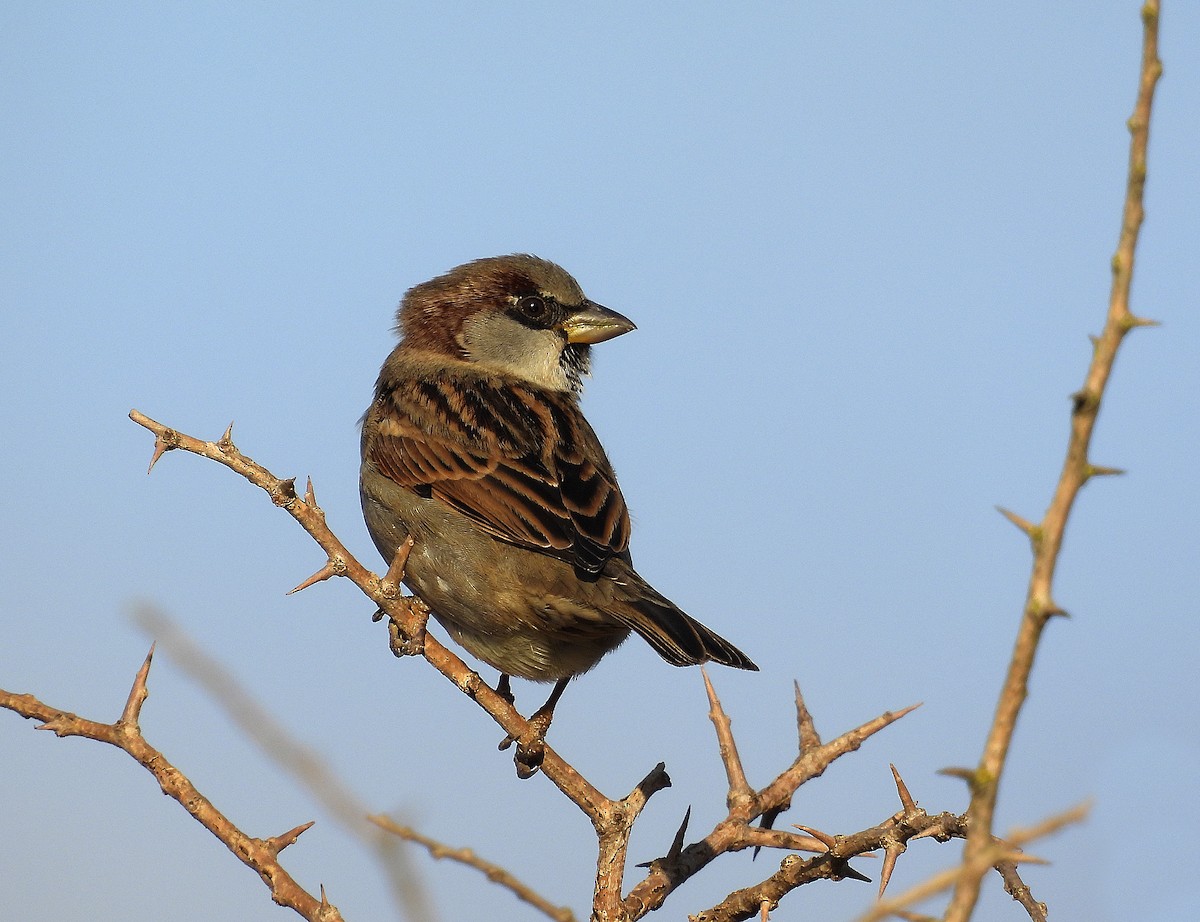 House Sparrow - Alfonso Rodrigo