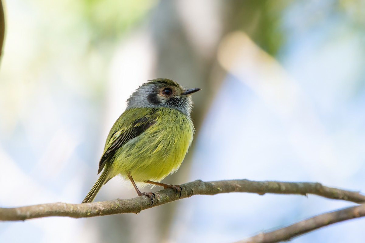 ミミグロコビトタイランチョウ - ML515548121