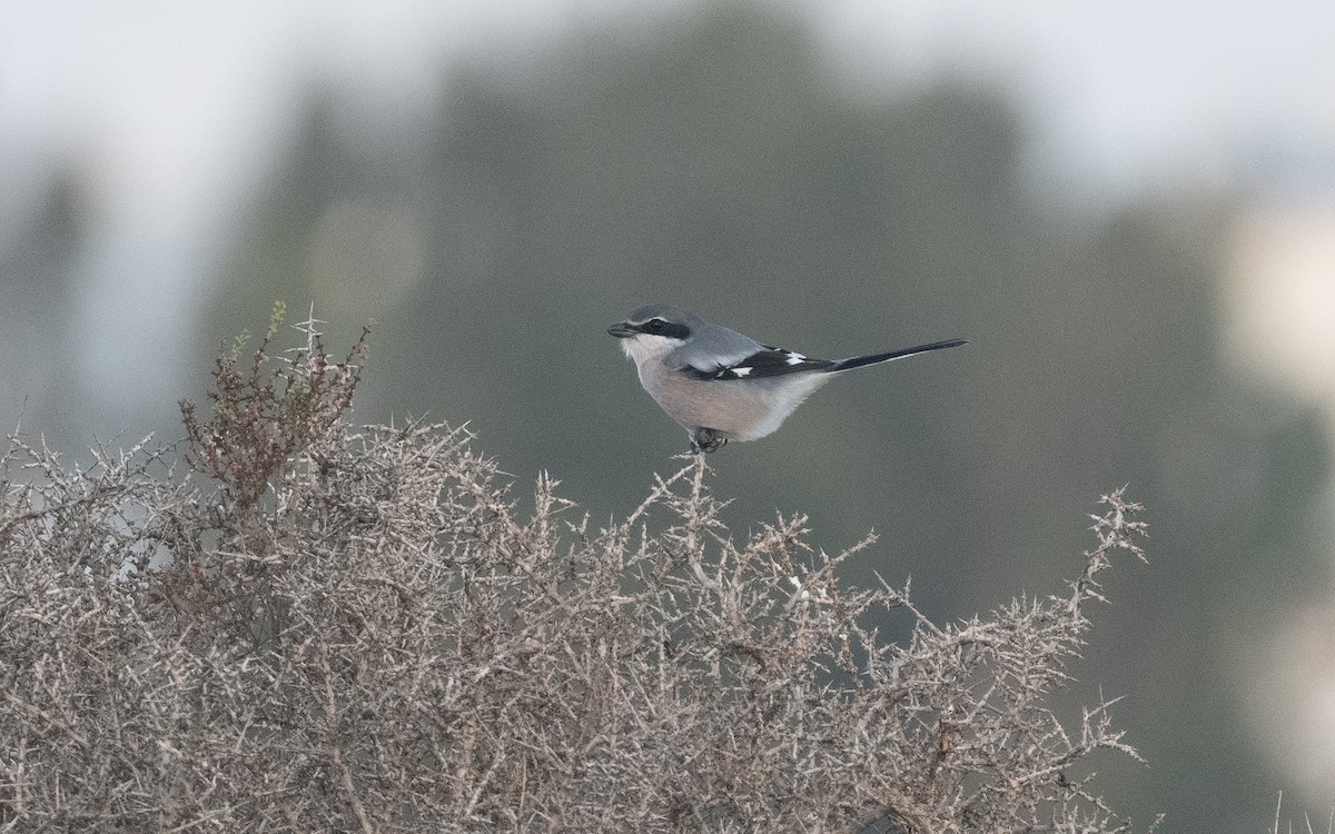 Iberian Gray Shrike - ML515548321