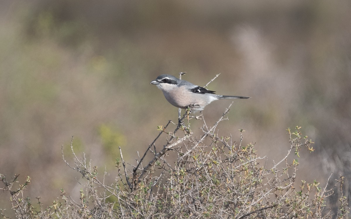 Iberian Gray Shrike - ML515548331