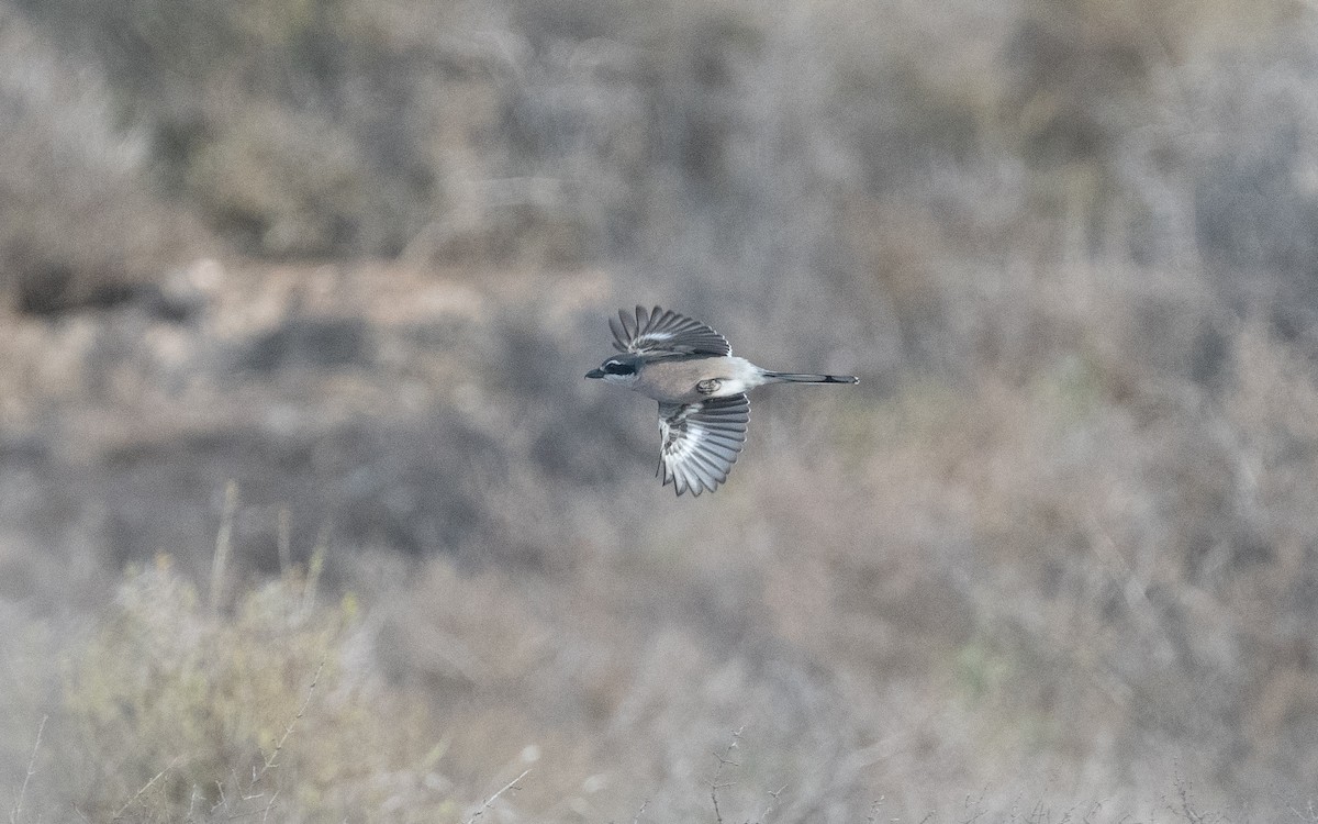 Iberian Gray Shrike - ML515548351