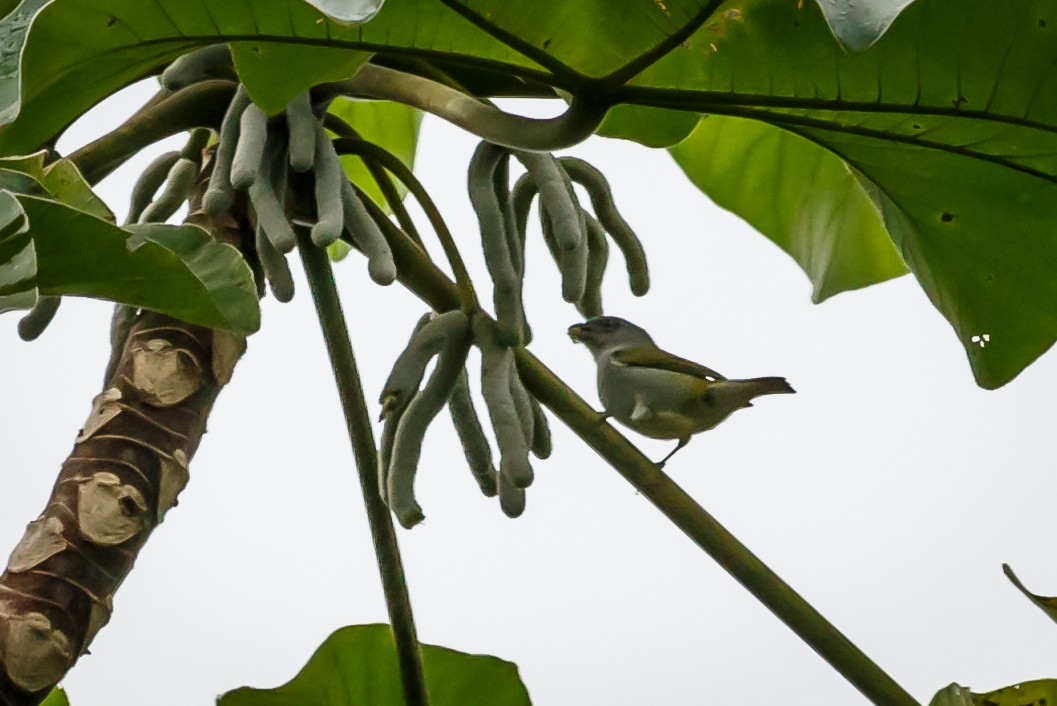 Jamaican Euphonia - Carole Rose