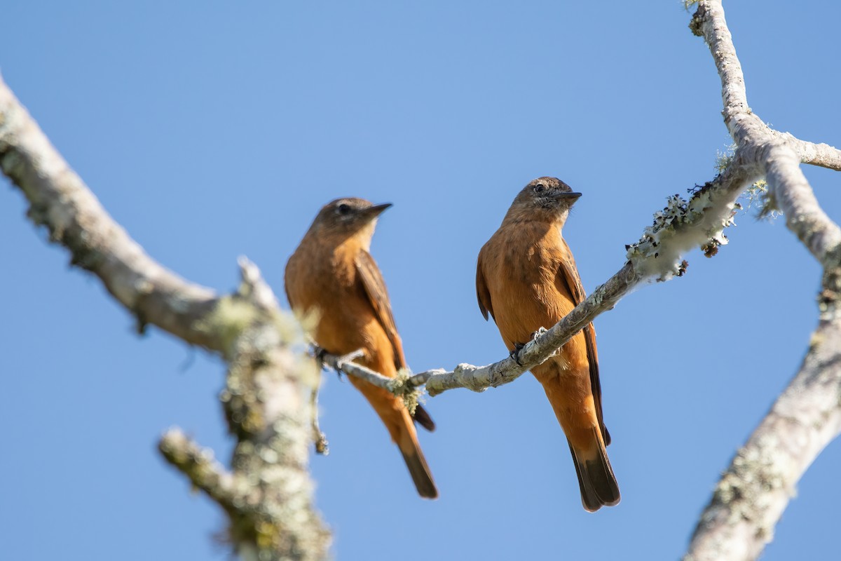 Cliff Flycatcher - ML515548541