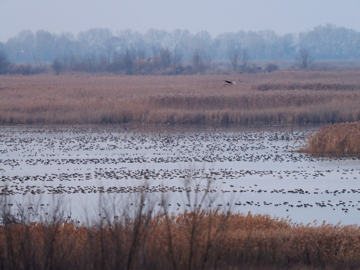 Green-winged Teal - ML515548691