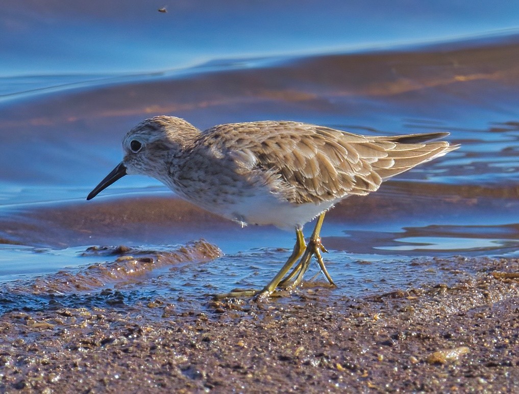 Least Sandpiper - ML515548821