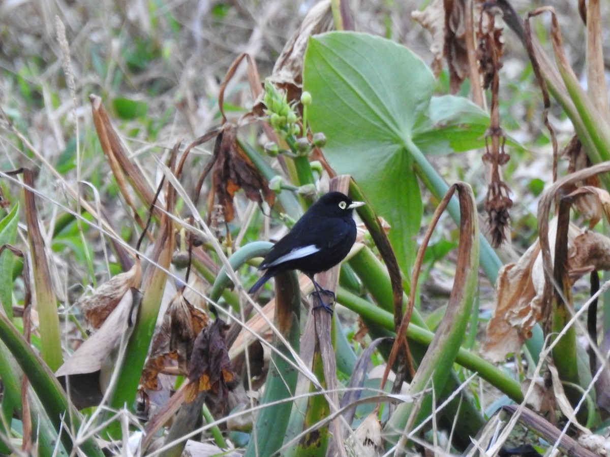 Spectacled Tyrant - ML515548881