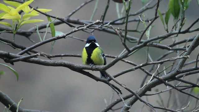 Green-backed Tit - ML515549