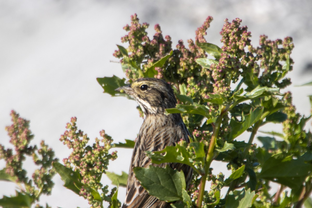 Savannah Sparrow - ML515549101