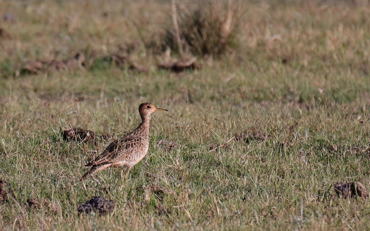 Upland Sandpiper - ML515550471