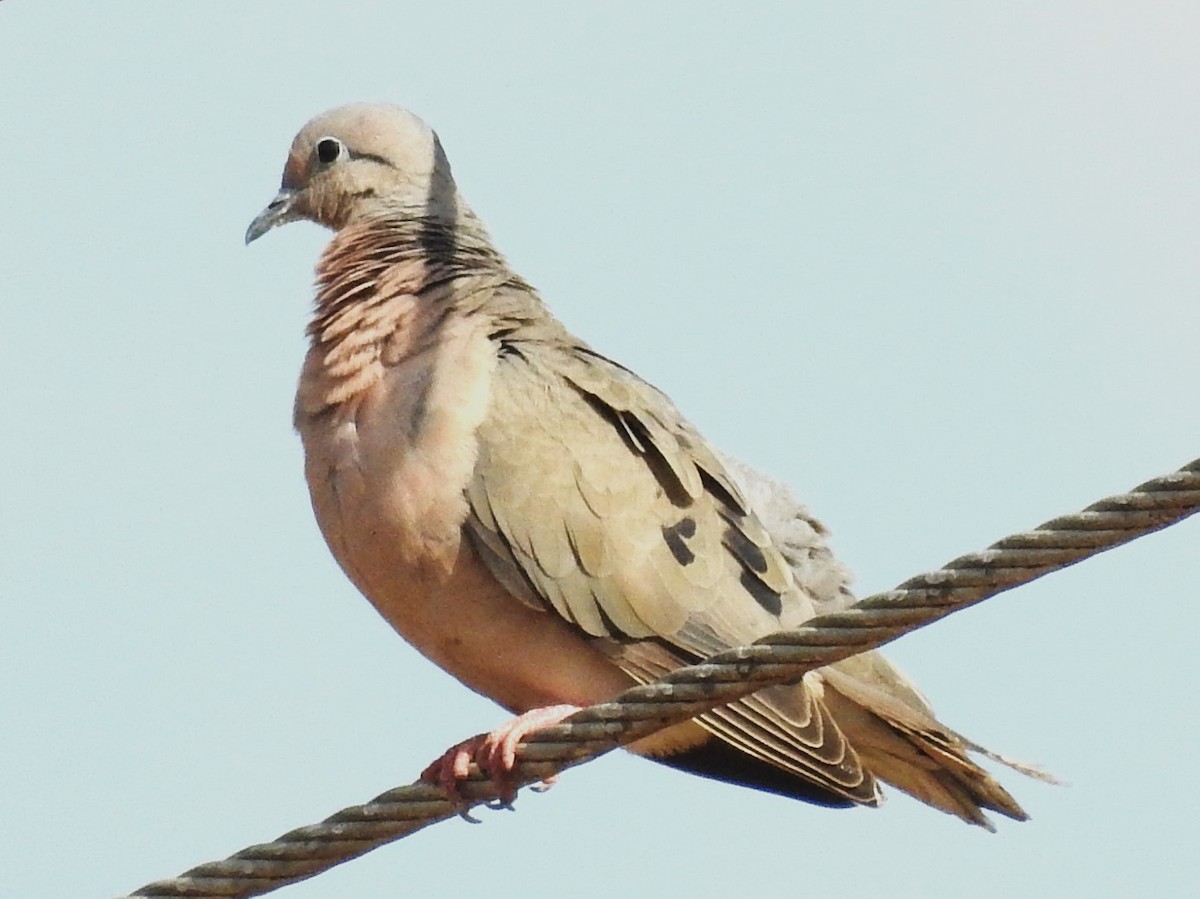 Eared Dove - ML515551251