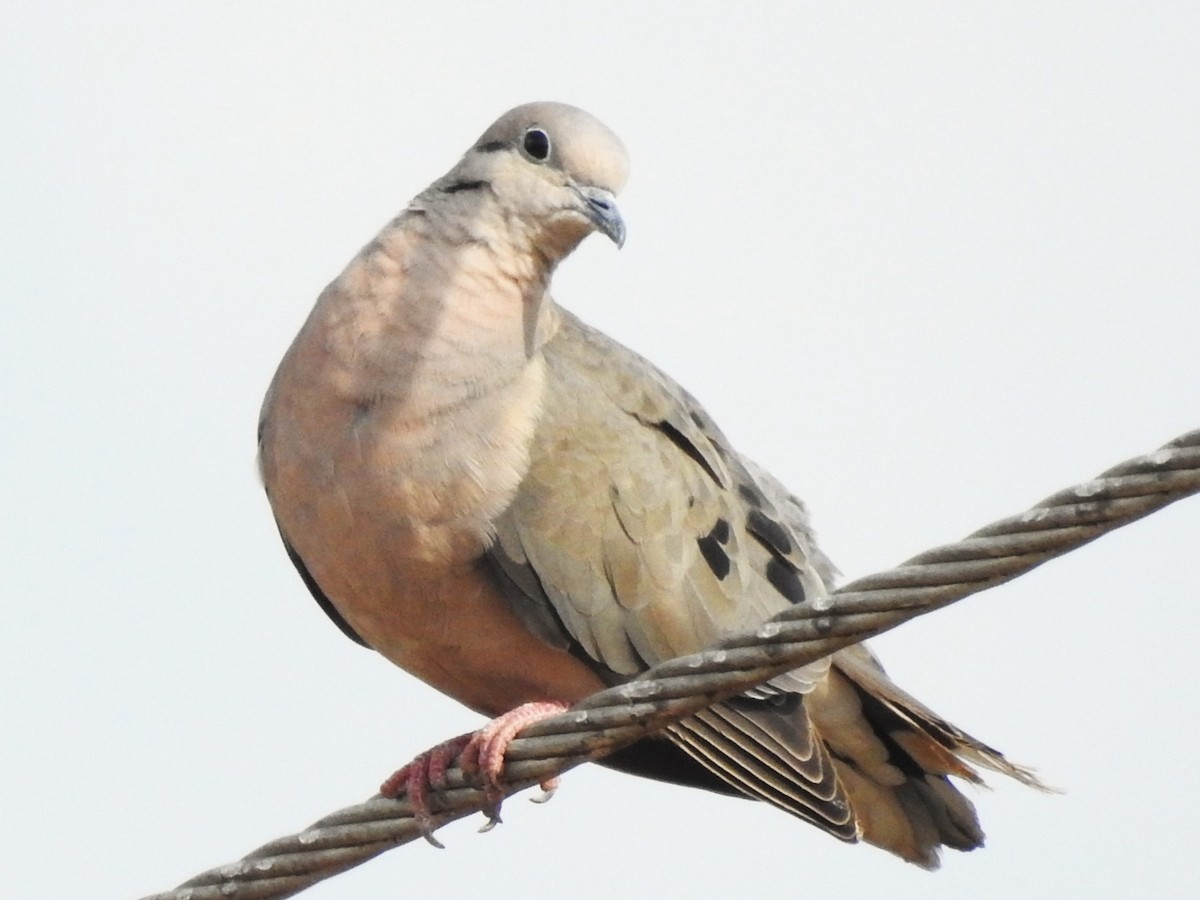 Eared Dove - ML515551261