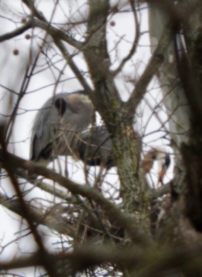 Great Blue Heron - Lois Rockhill