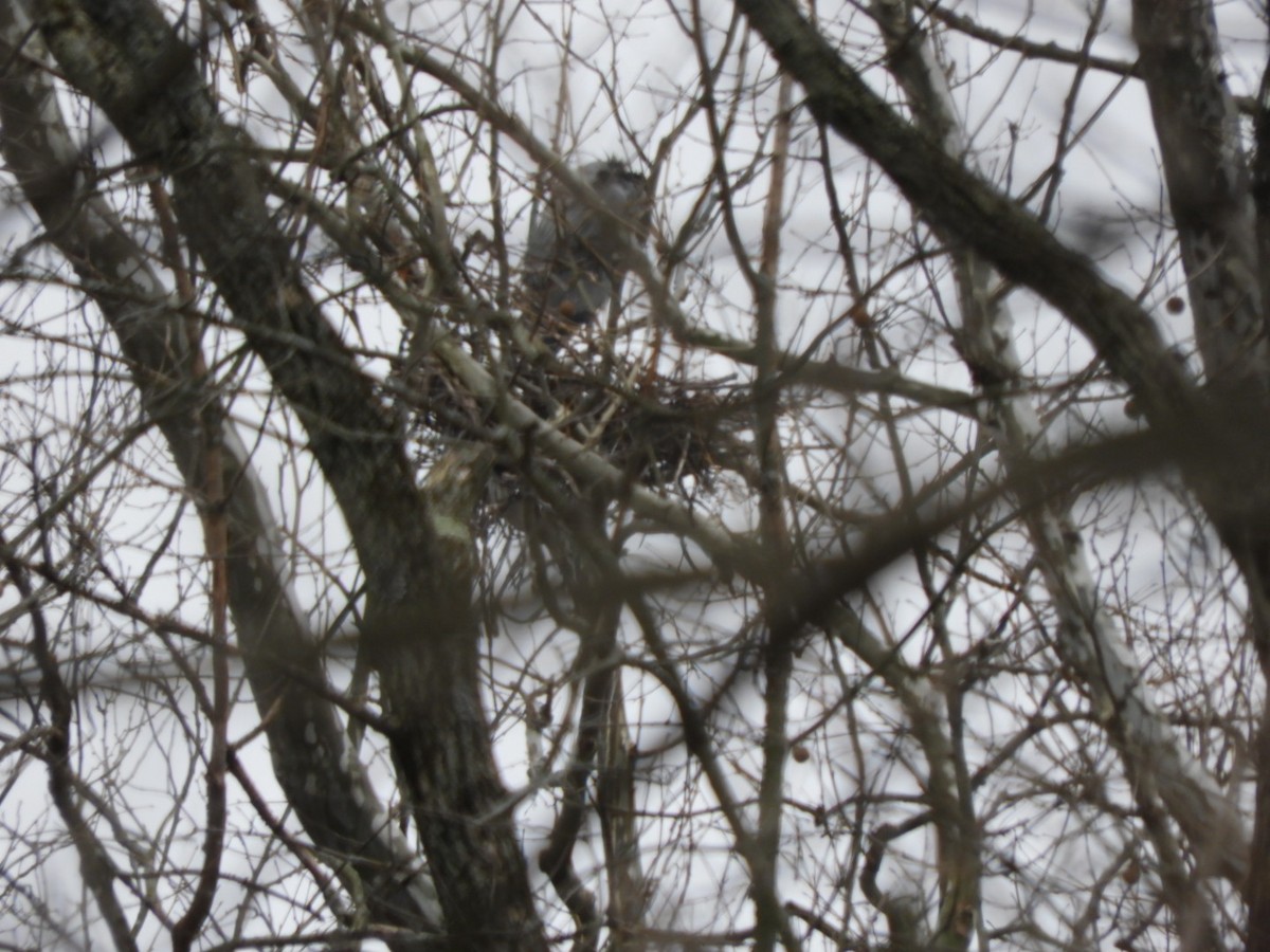 Great Blue Heron - Lois Rockhill