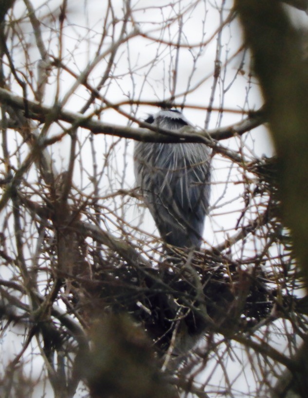 Great Blue Heron - ML51555161