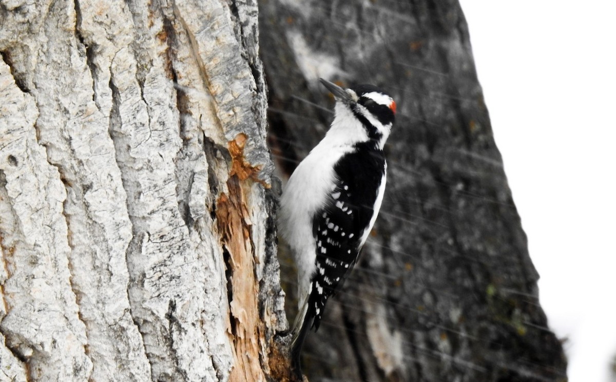 Hairy Woodpecker - ML515553461