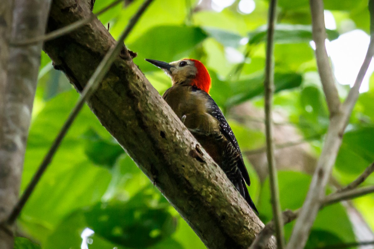 Jamaican Woodpecker - ML51555351