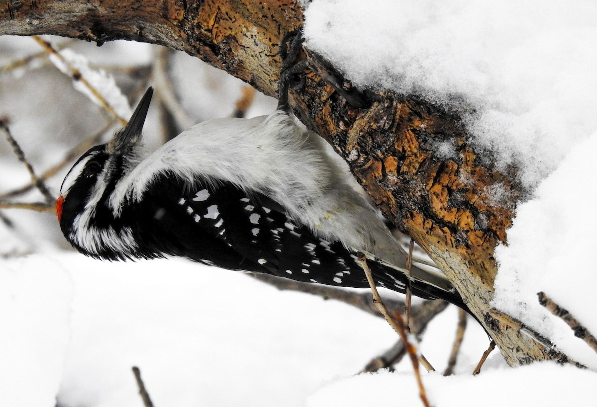 Hairy Woodpecker - ML515553511