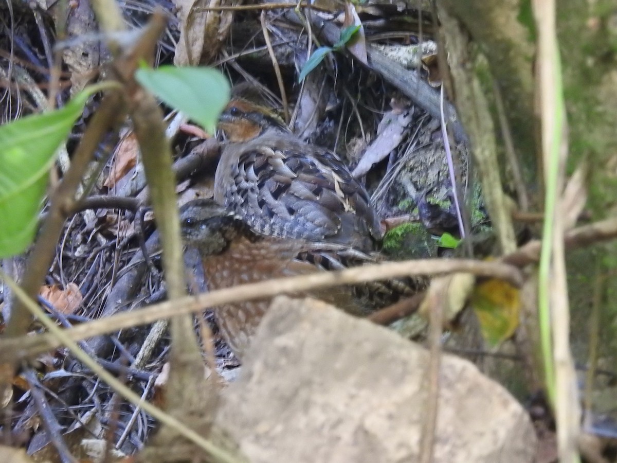 Singing Quail - ML515553861