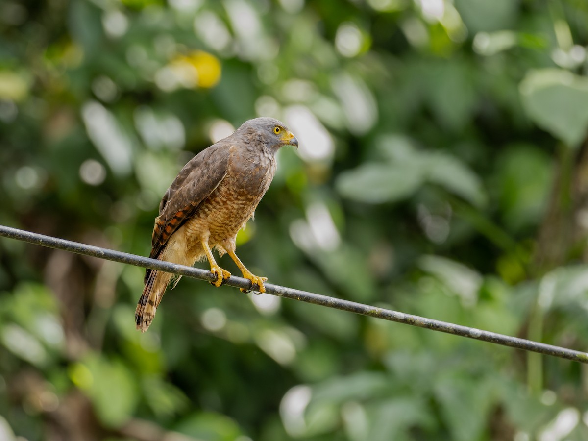 Roadside Hawk - ML515554081