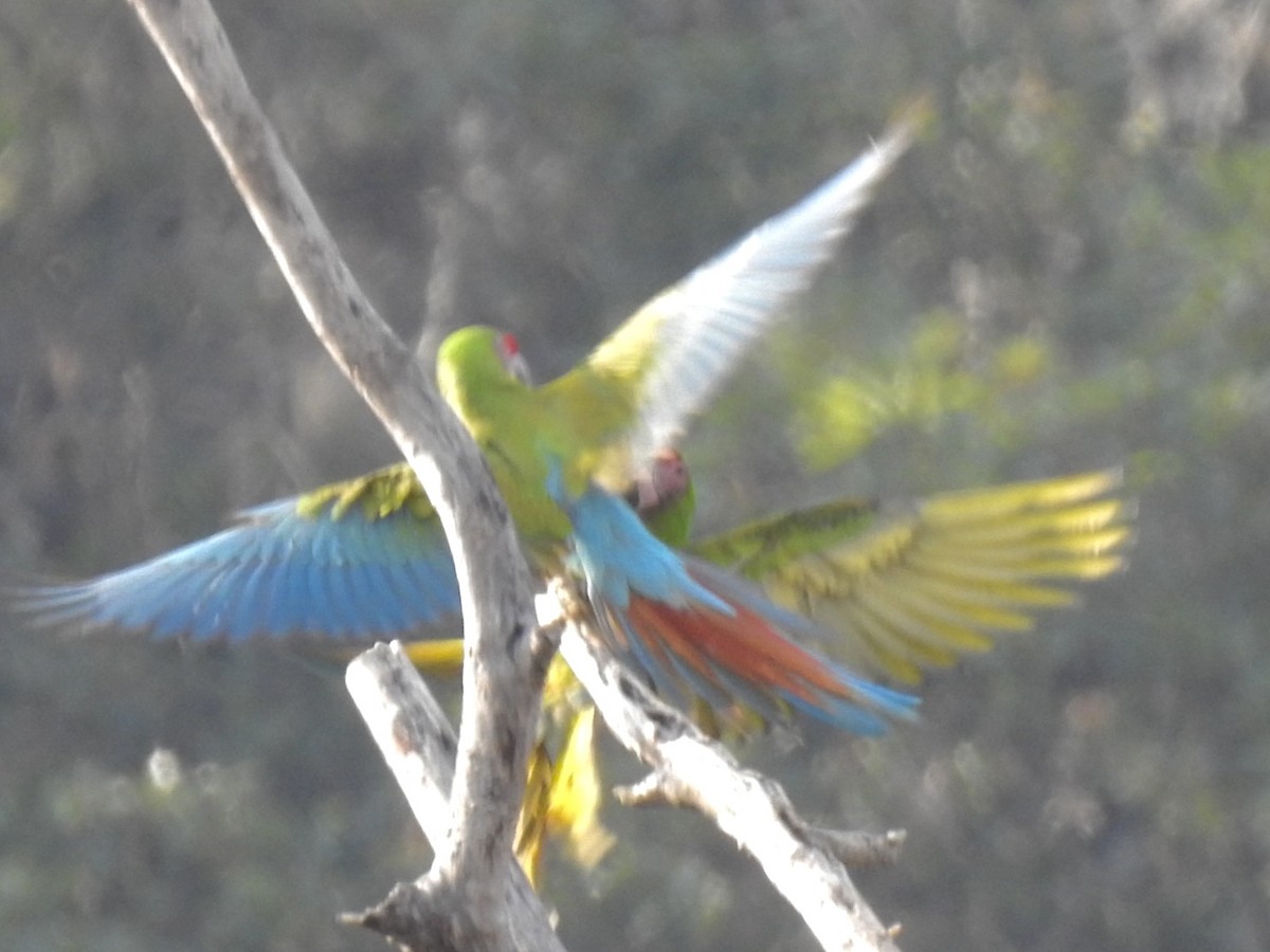 Guacamayo Militar - ML515555801