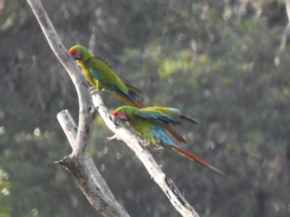 Military Macaw - ML515555841