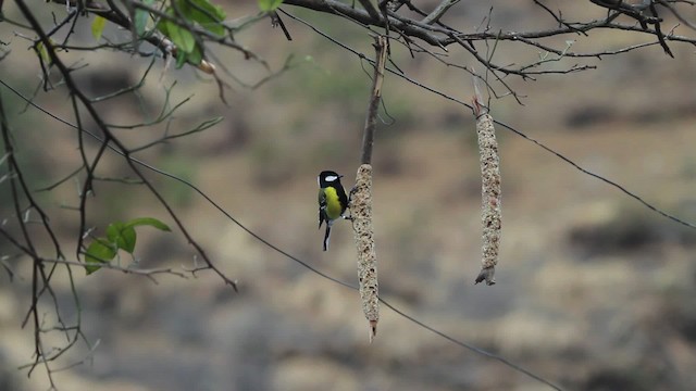 Green-backed Tit - ML515556