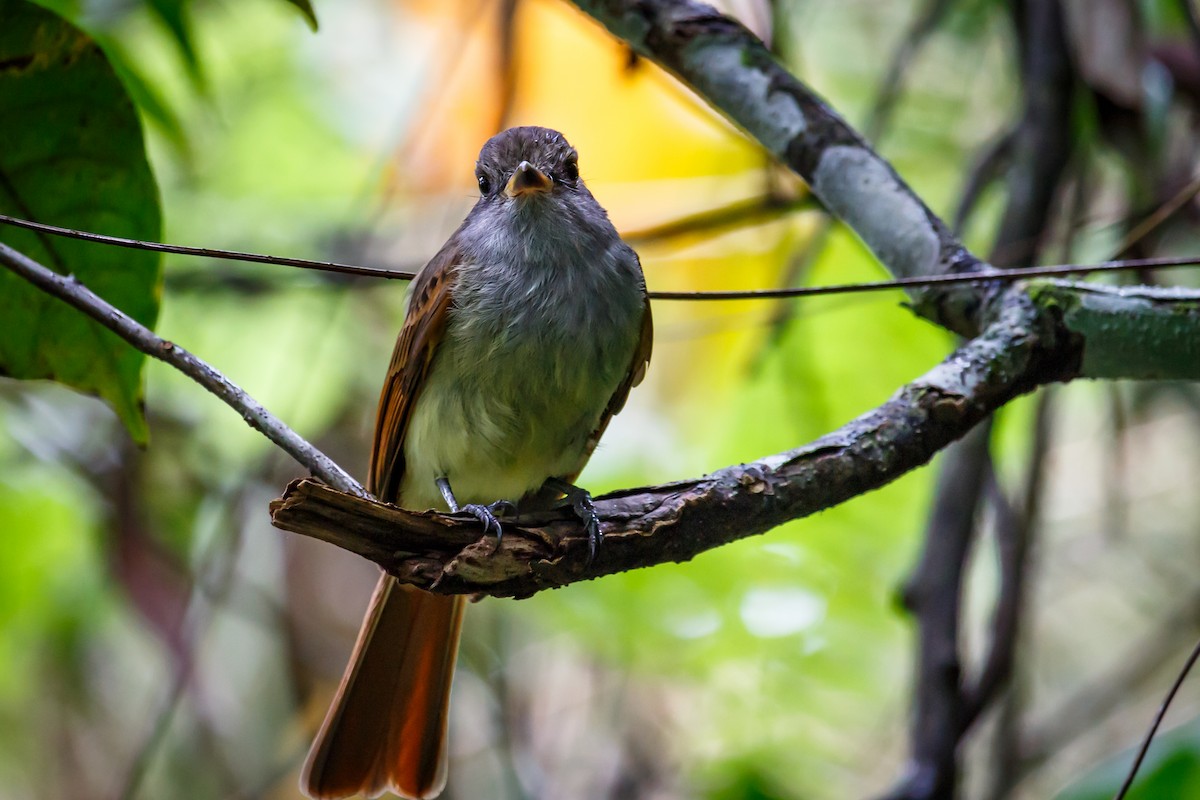 Rufous-tailed Flycatcher - Carole Rose