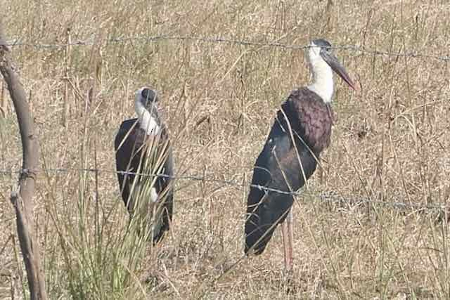 Asian Woolly-necked Stork - ML515556751