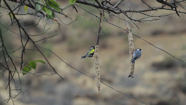 Green-backed Tit - ML515557