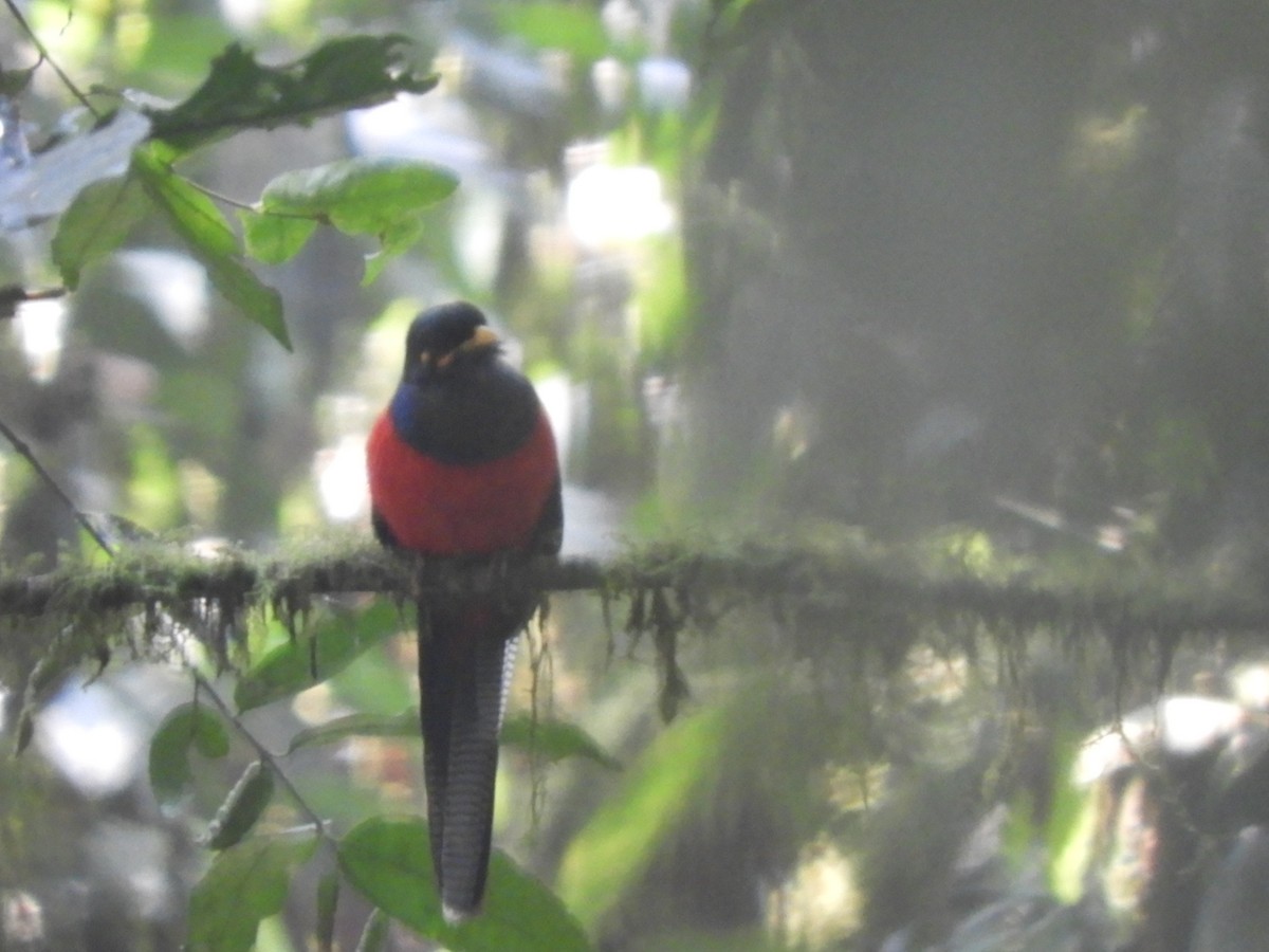 Bar-tailed Trogon - ML515557091