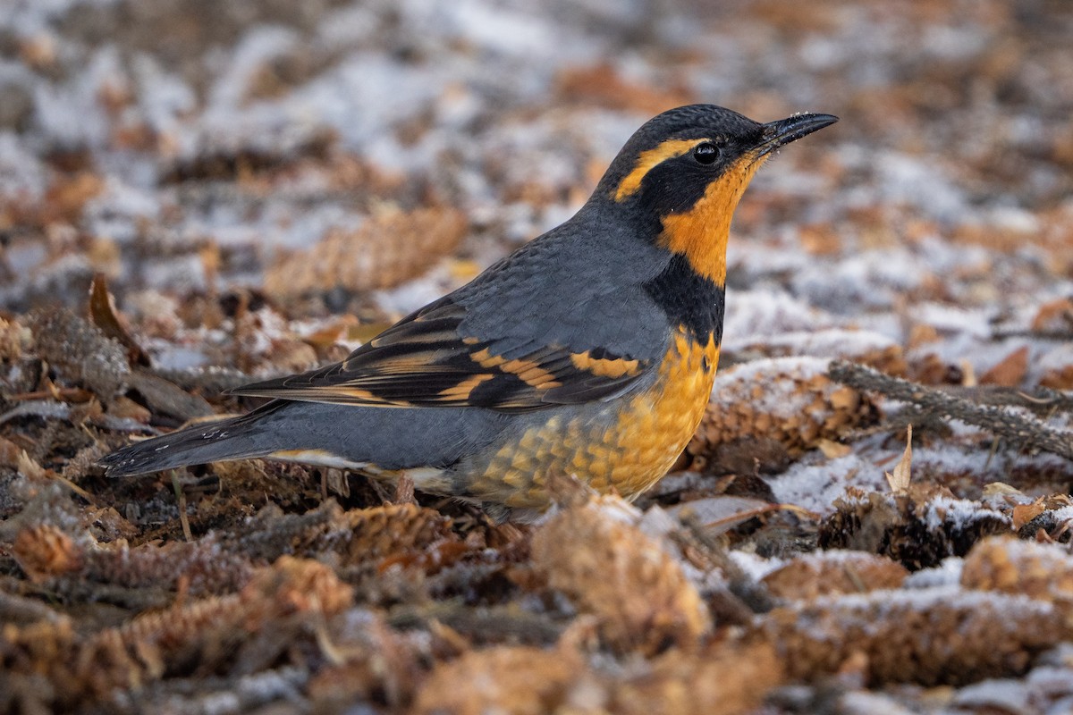 Varied Thrush - ML515557181