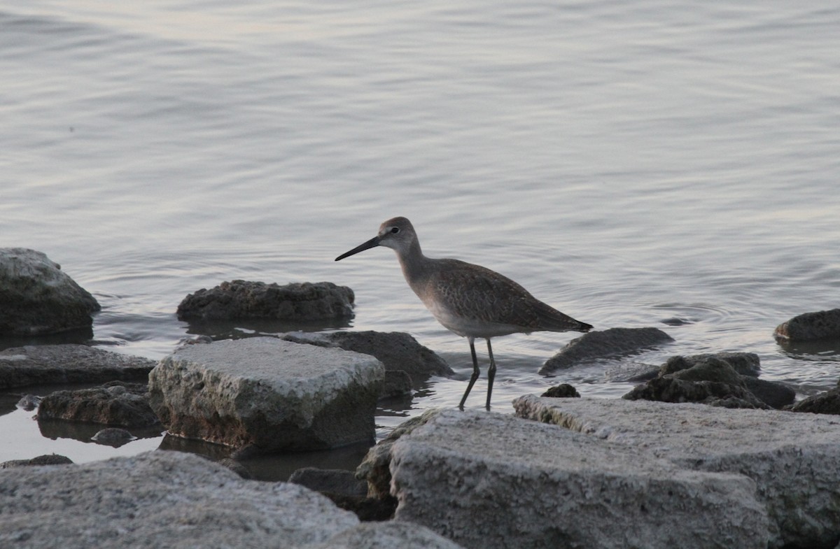 Willet - ML515557931