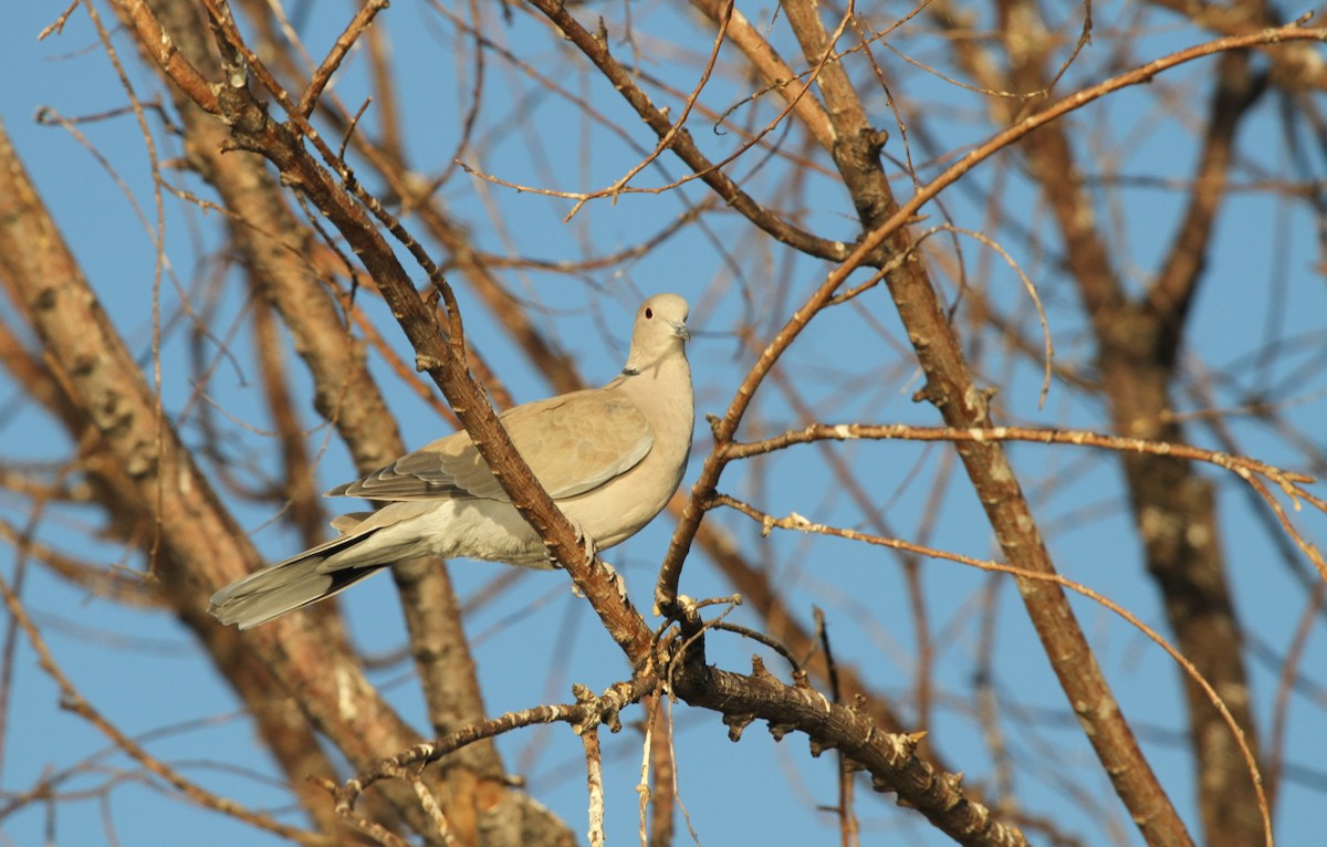 Eurasian Collared-Dove - ML515557961