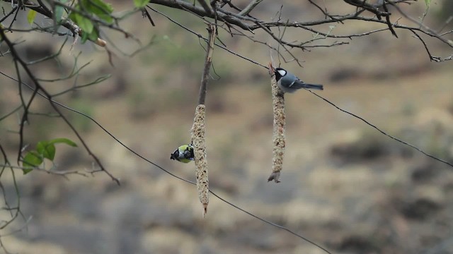 Green-backed Tit - ML515558