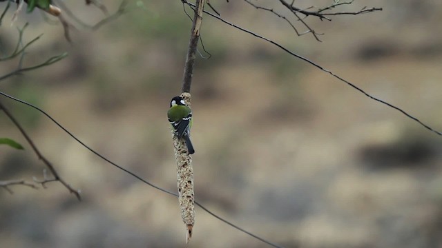 Green-backed Tit - ML515559