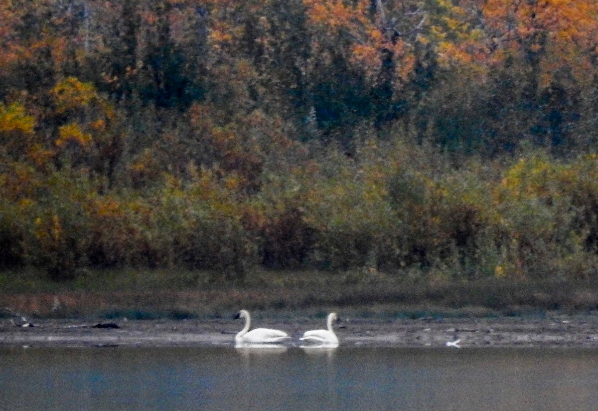 Trumpeter Swan - ML515559251