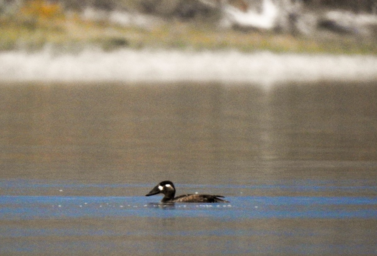 Surf Scoter - Fort Macleod Bird Records