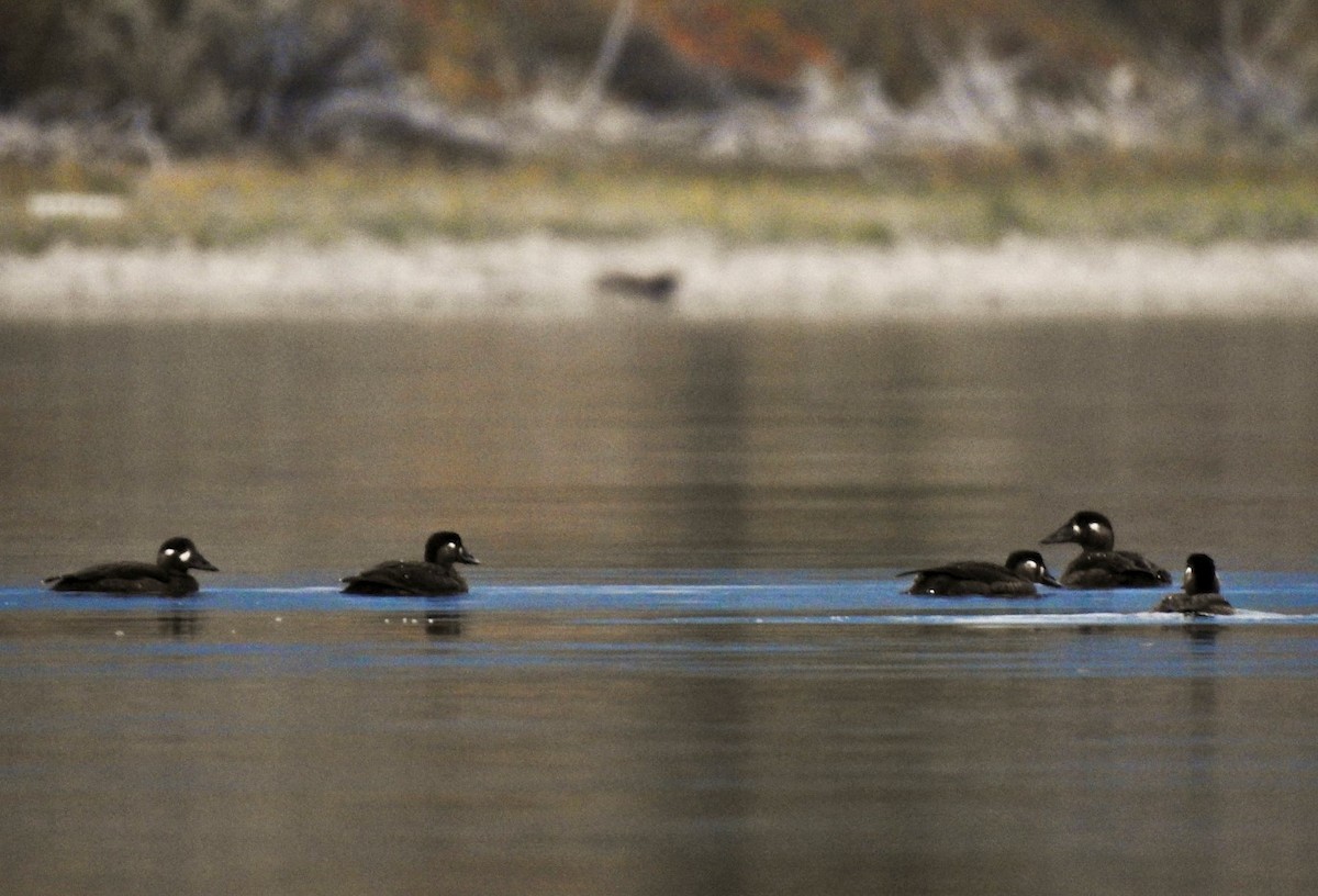 Surf Scoter - ML515559311