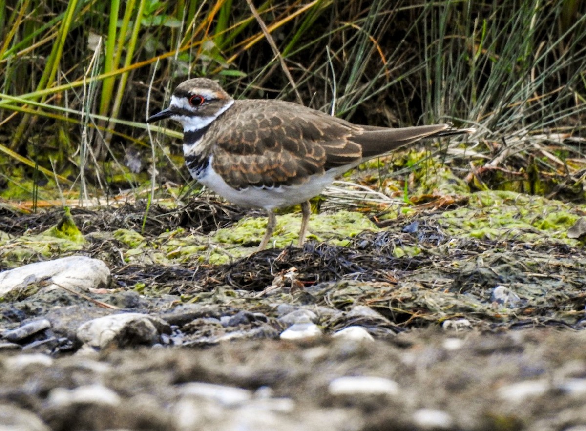 Killdeer - ML515559331