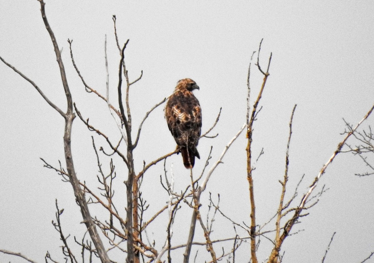 Red-tailed Hawk - ML515559431