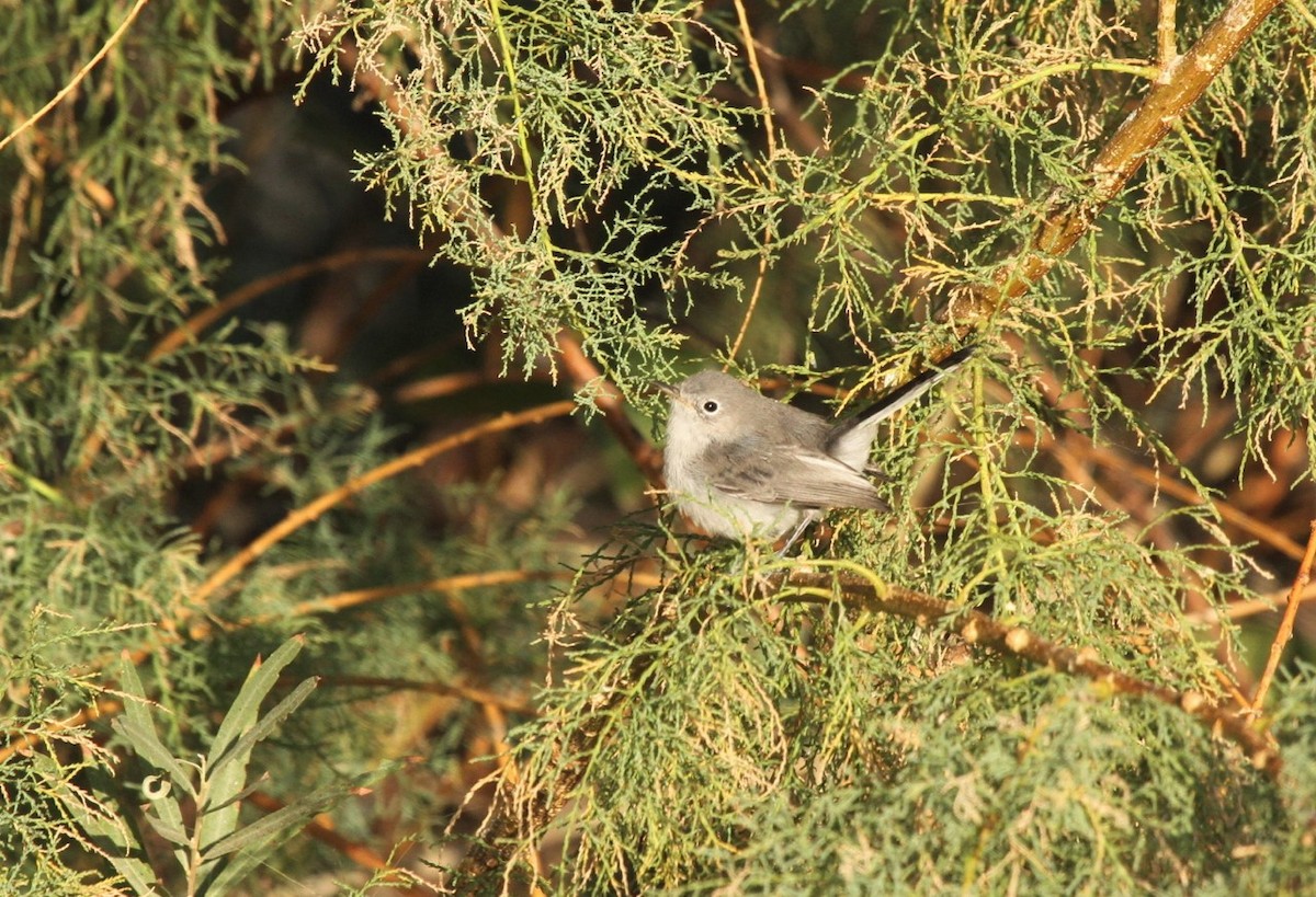 ברחשית כחלחלה - ML515559501