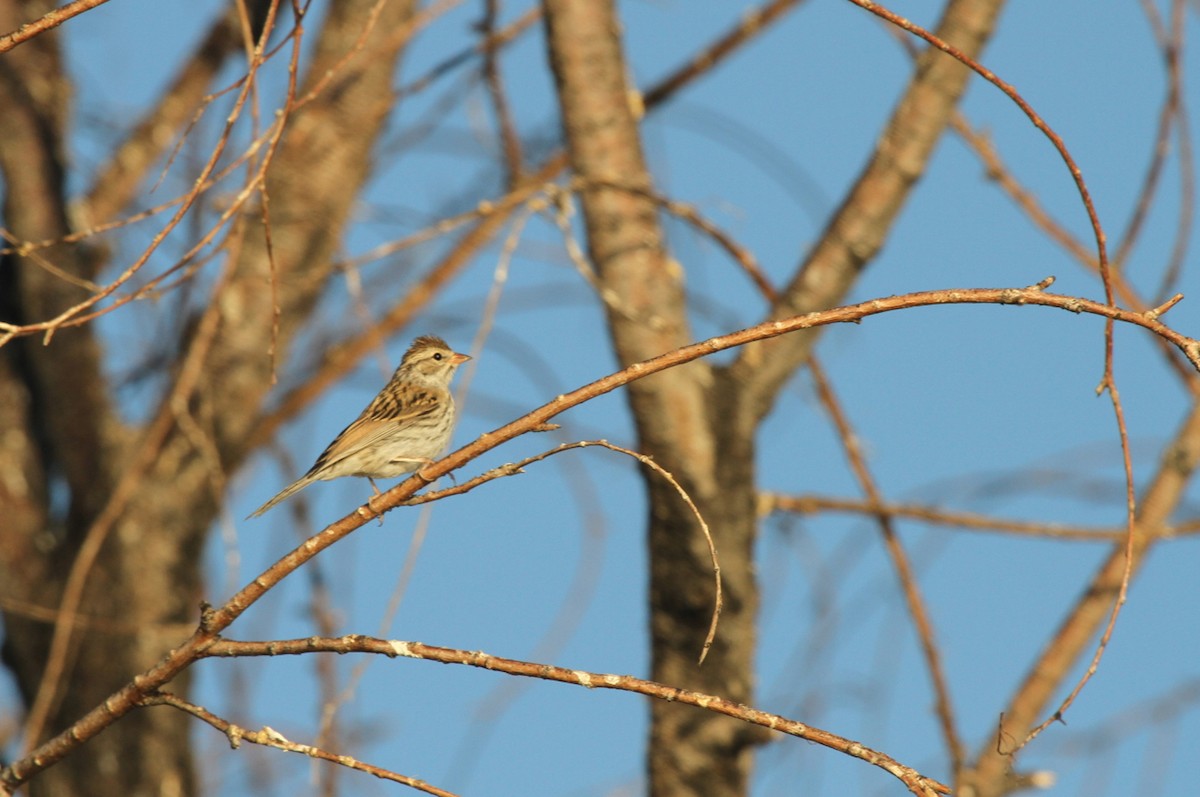 Chipping Sparrow - ML515559631