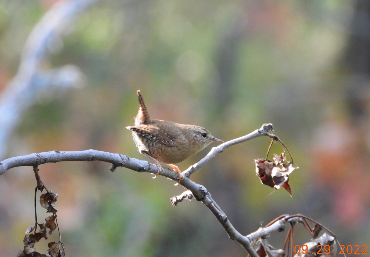 Winter Wren - ML515559661