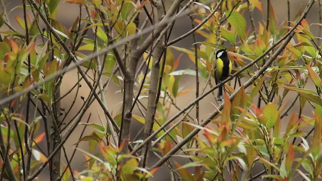 Green-backed Tit - ML515560