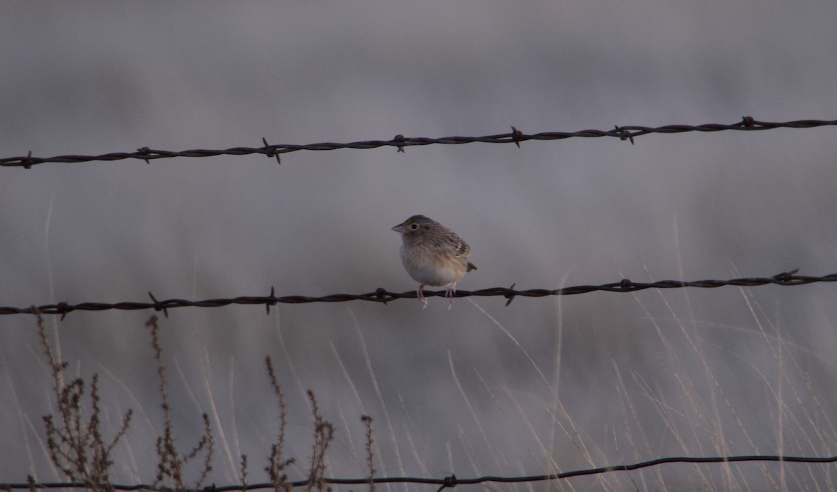 Grasshopper Sparrow - ML515560161